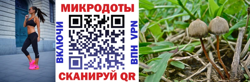 Псилоцибиновые грибы мицелий  blacksprut ССЫЛКА  Вичуга  что такое наркотик 